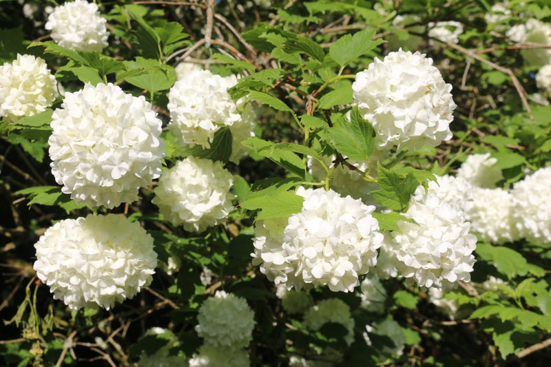 A group of white flowers on a bush