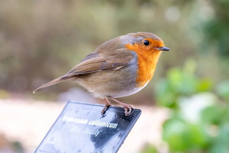Wildlife gardening
