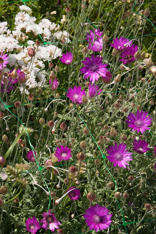 Xeranthemum annuum