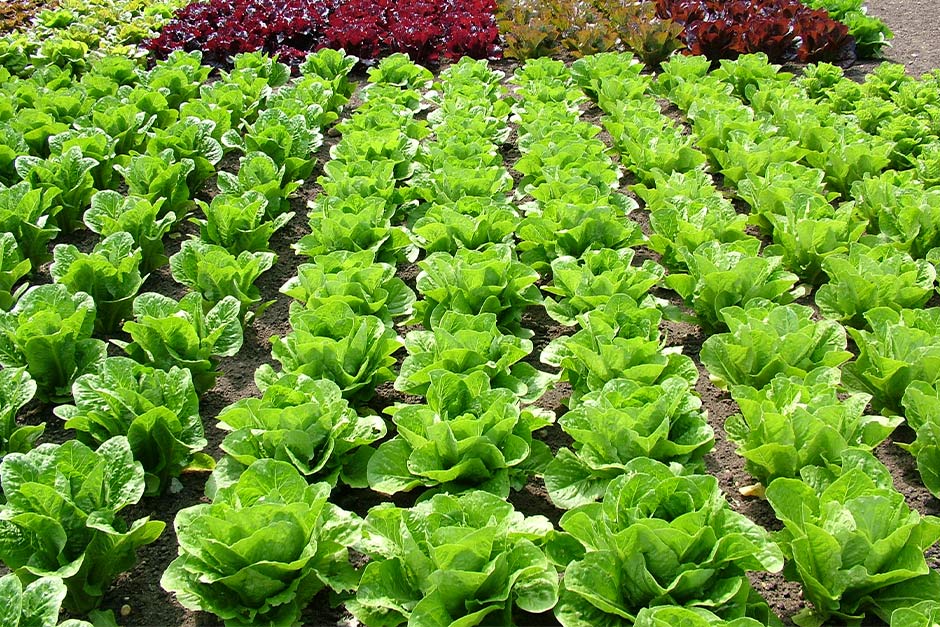 Lettuce