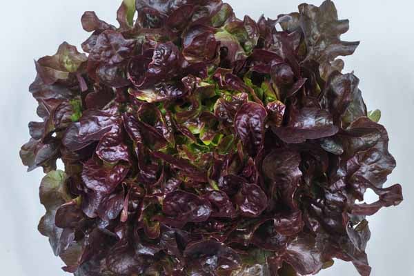 Lettuce 'Navara' AGM