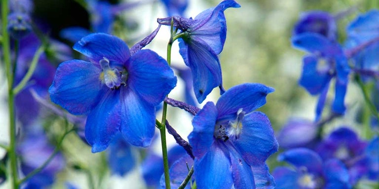 Buy delphiniums from RHSplants.co.uk