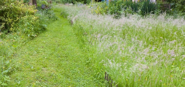 Why ‘mullet gardening’ is the trend you need to try