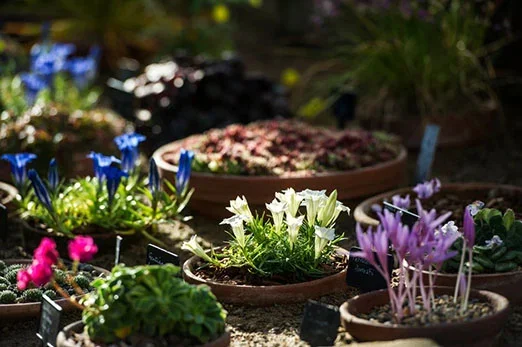 Alpine Garden Society