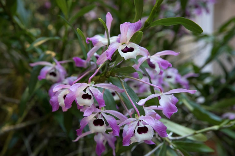 Buy dendrobium from RHSplants.co.uk