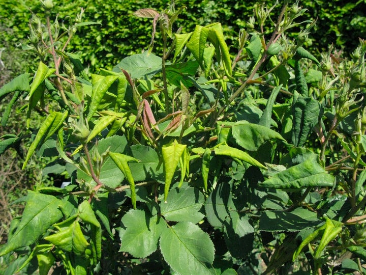 Rose Leaf-Rolling Sawfly | RHS Advice