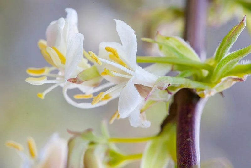 Heavenly scent