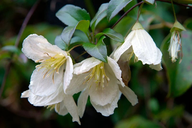 Winter-flowering clematis
