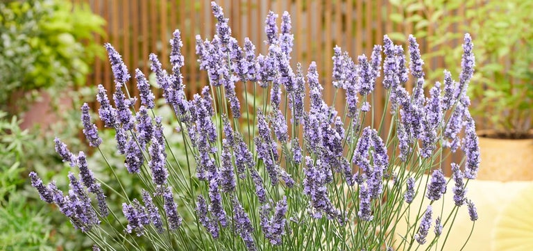 New plants: Lavender Sensational!®