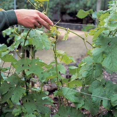 Grapevines can be trained along horizontal wire supports
