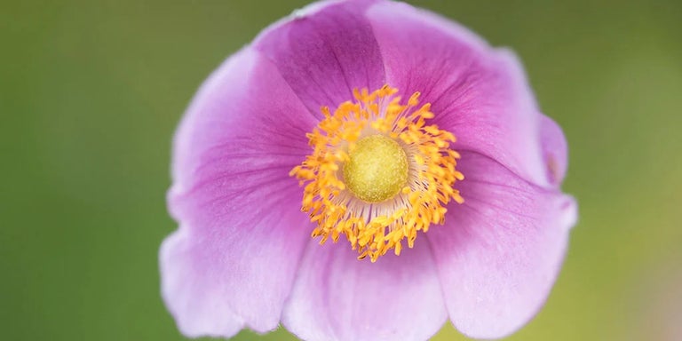 Buy anenomes from RHSplants.co.uk