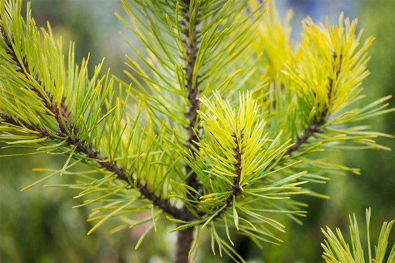 Christmas pine