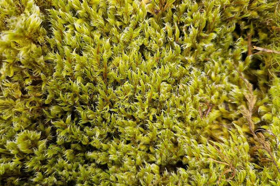 5. Woolly fringe moss