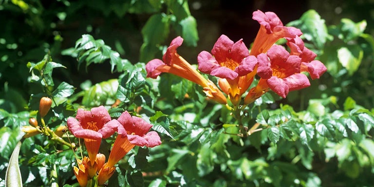 Buy campsis from RHSplants.co.uk