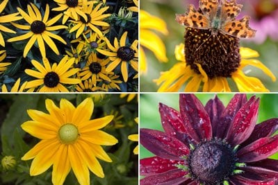 Rudbeckia / RHS Plant Guide