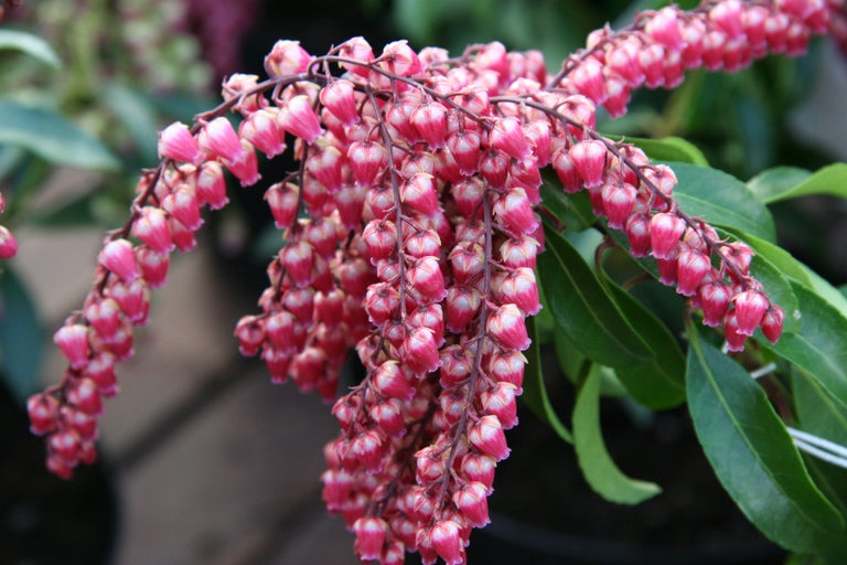 Buy pieris from RHSplants.co.uk