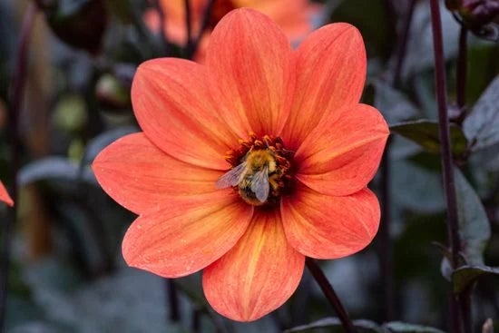 Dahlia-Tangerine-Gem-closeup-with-bee