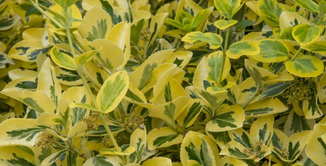 Discover evergreen euonymus