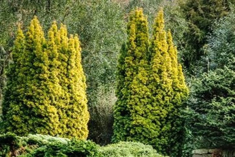 Acid Soil Shade Planting | RHS Advice