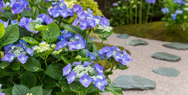 Explore more on growing hydrangeas
