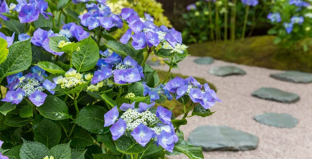 Explore more on growing hydrangeas