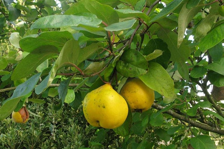 Quinces Insects How to grow quinces | RHS Guide