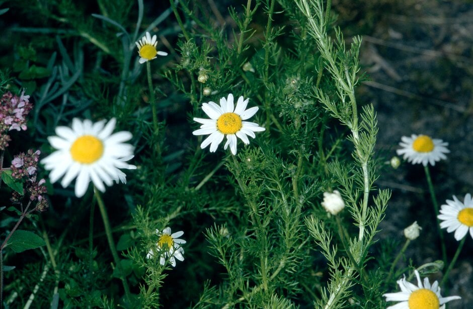 Common chamomile