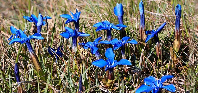 Margaret’s century among the Teesdale wildflowers