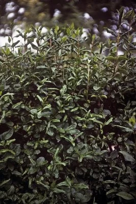 Privet aphid (<EM>Myzus ligustri</EM>) on privet (<EM>Ligustrum</EM>)