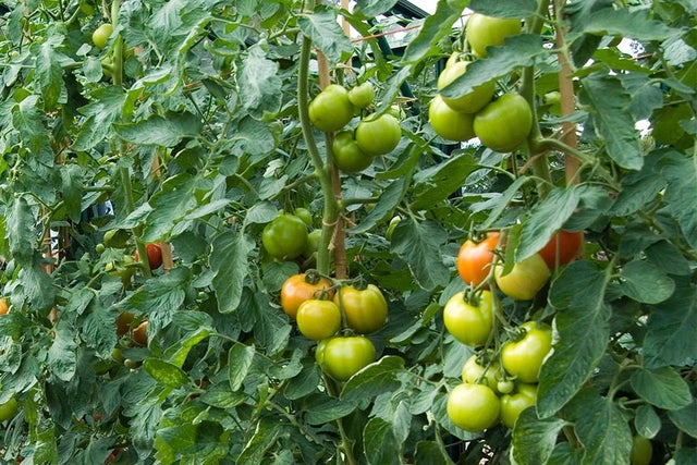 Ongoing RHS Plant Trials