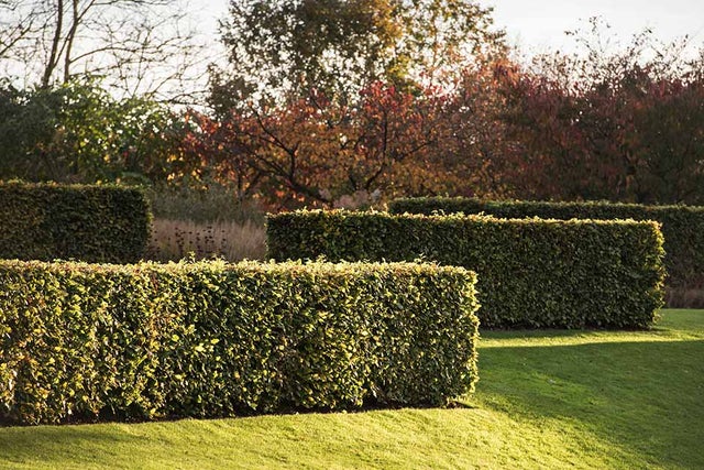 Hedges
