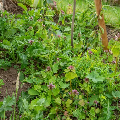 Weeding directly around the trunk of the young tree will help it establish, but the dead-nettles can be left as welcome wildflowers