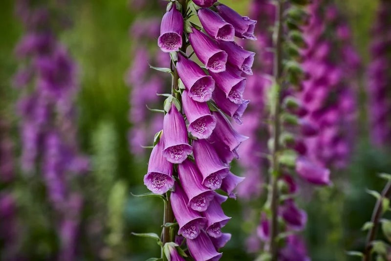 Foxglove