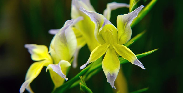 Gladioli