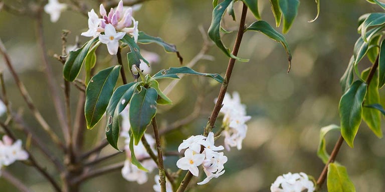 Buy daphne from RHSplants.co.uk