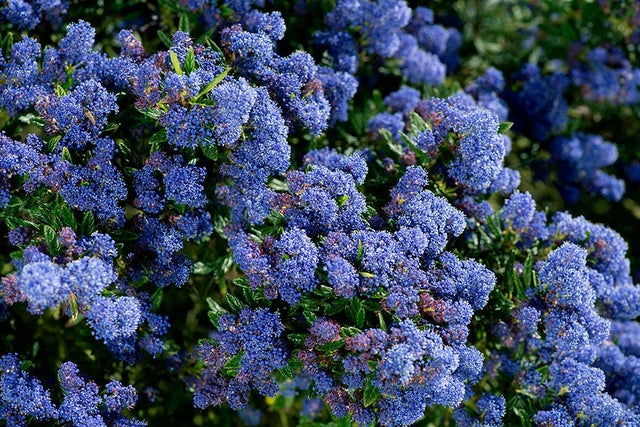 Evergreen shrubs