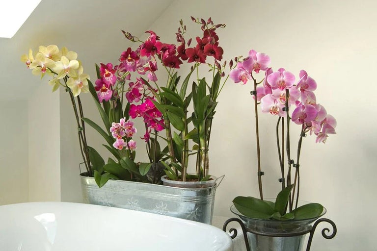 Phalaenopsis (moth orchids)