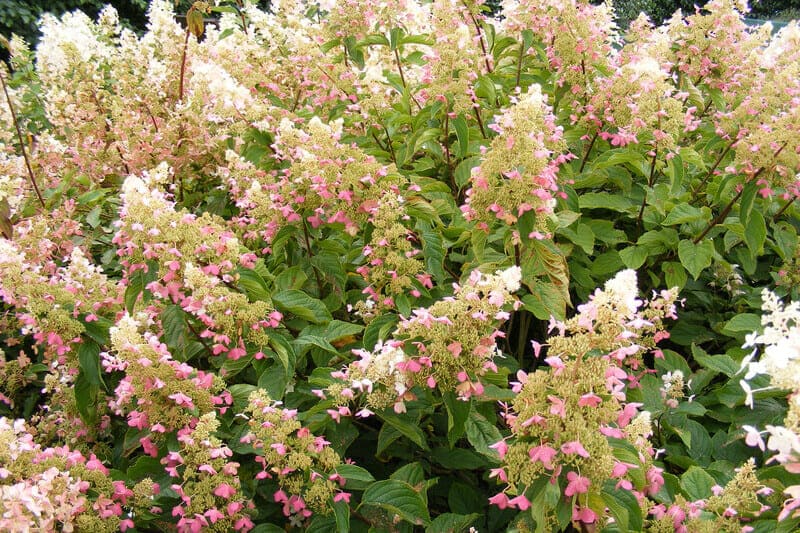 Scent: Pink and White Plants | RHS Advice