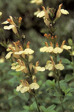 Cuttings: semi-ripe | RHS Advice