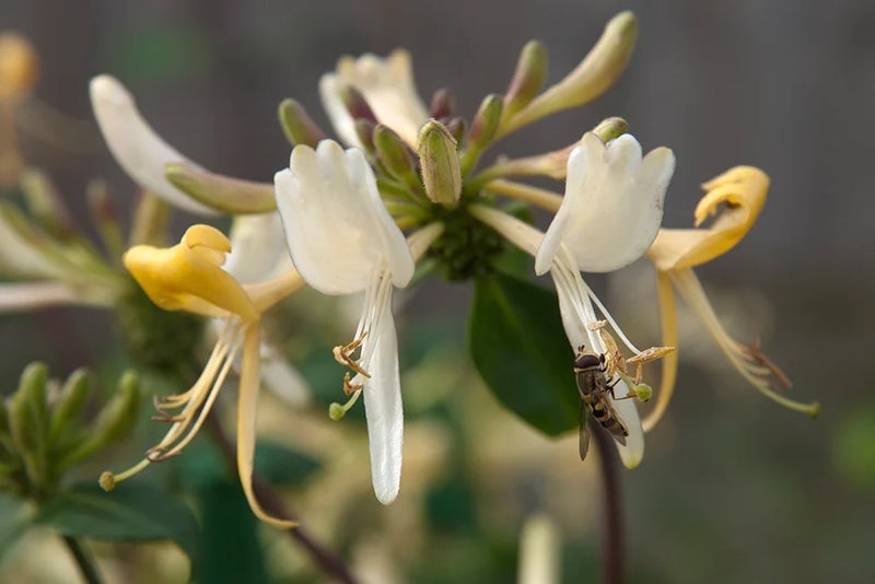 A banquet for bees
