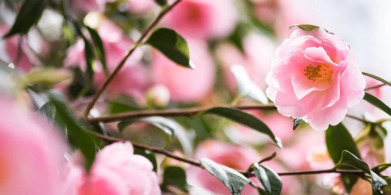 Buy camellias from RHSplants.co.uk