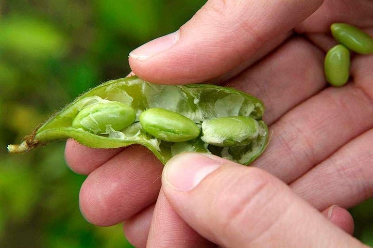 Buy soya beans at RHSplants.co.uk