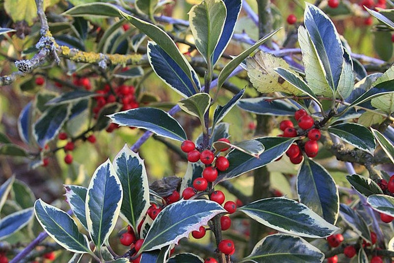 The prolific holly