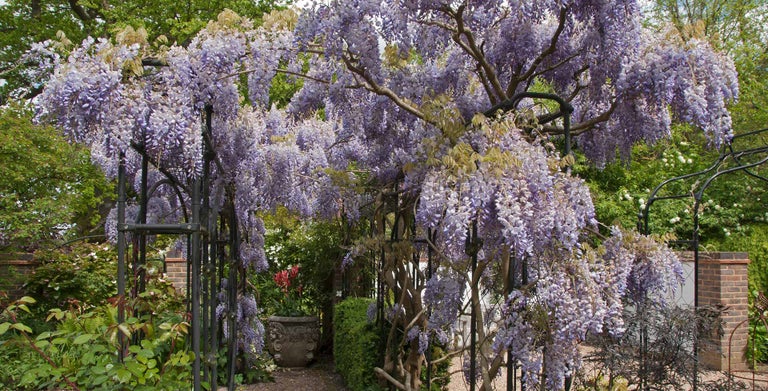 Wisteria