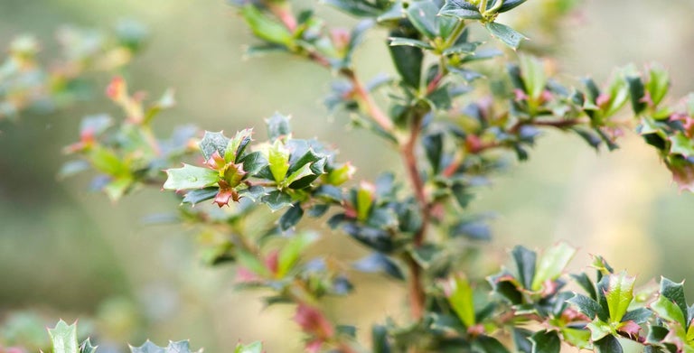 Berberis