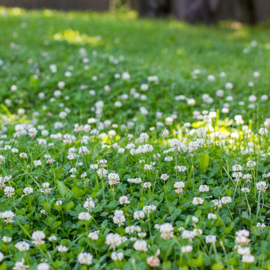 Field Wood-Rush in Lawns | RHS Advice