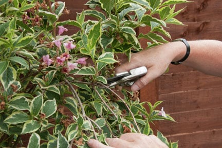 RHS guide to pruning standards