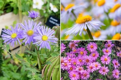Asters for containers