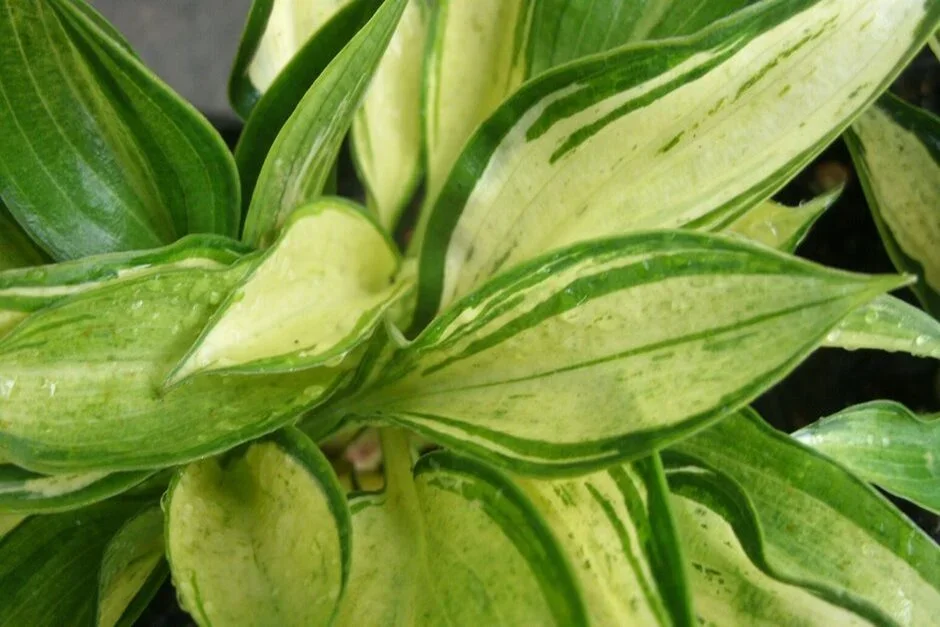 Sienna Hosta