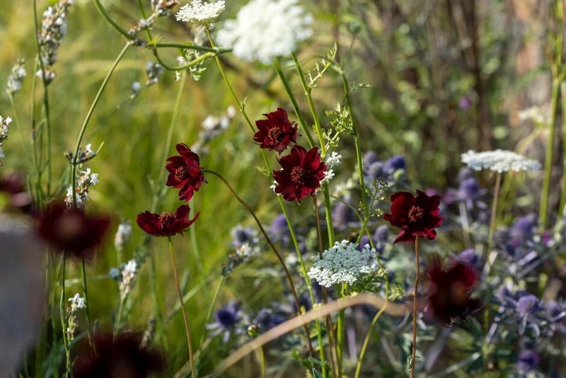 Cosmos-atrosanguineus-Chocamocha